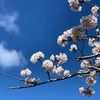 sakura_l